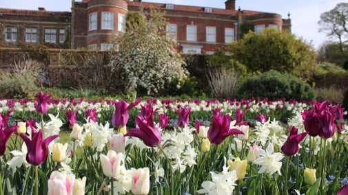 2025 Tulip Displays at the front of Hinton Ampner house in the sunken garden